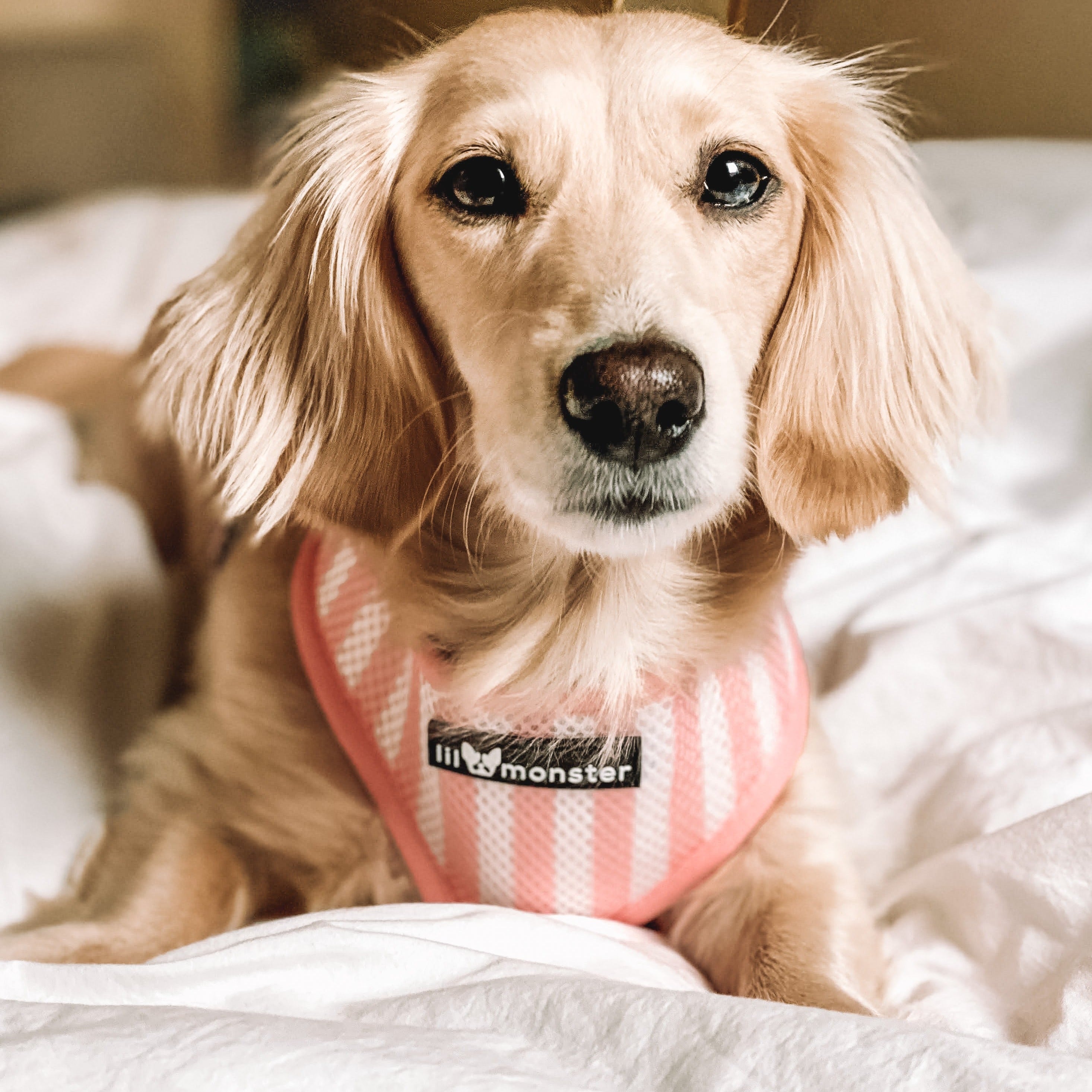 Reversible Dog Harness - Pink Leopard – Lil Monster