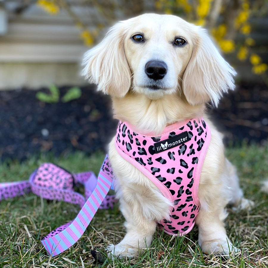 Reversible Form-Fitting Breathable Neoprene Dog Harness in 'Pretty