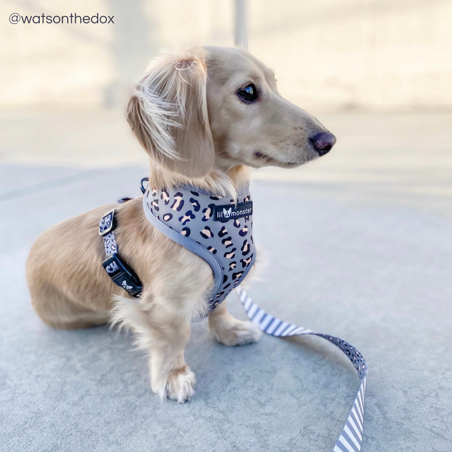 Spotty dog deals harness